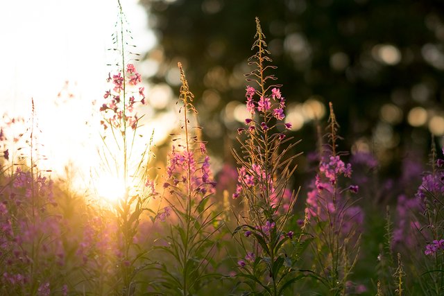 _DSF7363.jpg