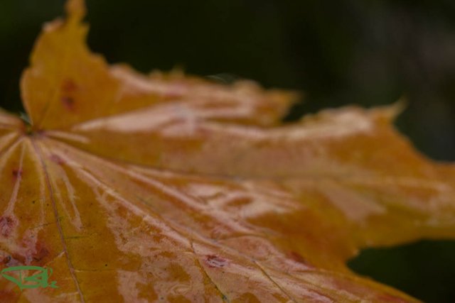 DSC06923.jpg
