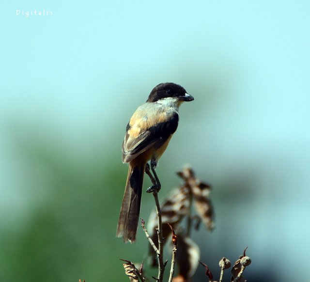 DSC_6452.JPG