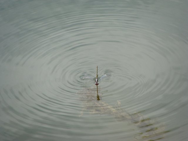 DSC04924.JPG