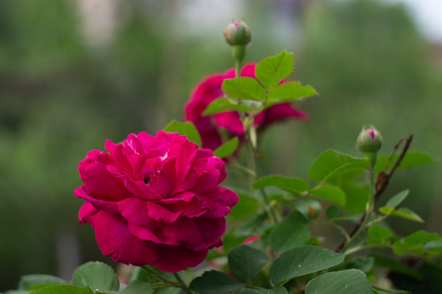 DSC_0009.jpg