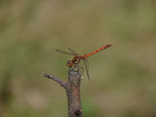 DSC03351.JPG