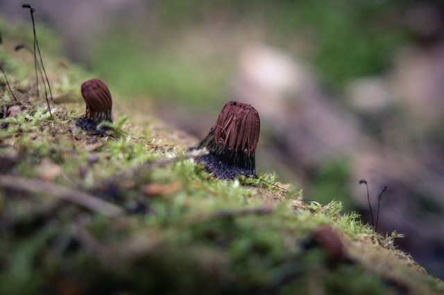DSC04816.jpg
