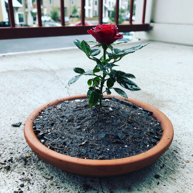 Bonsai World - Miniature Rose Bonsai! — Steemit