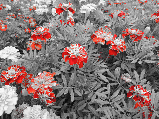 DSCN3978.JPG
