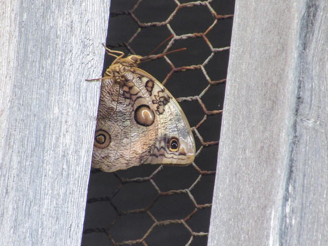 mariposa.jpg