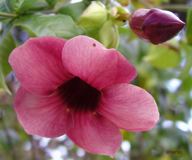 flower02.jpg
