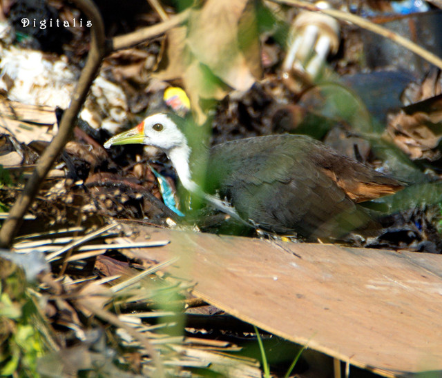 DSC_6423.JPG