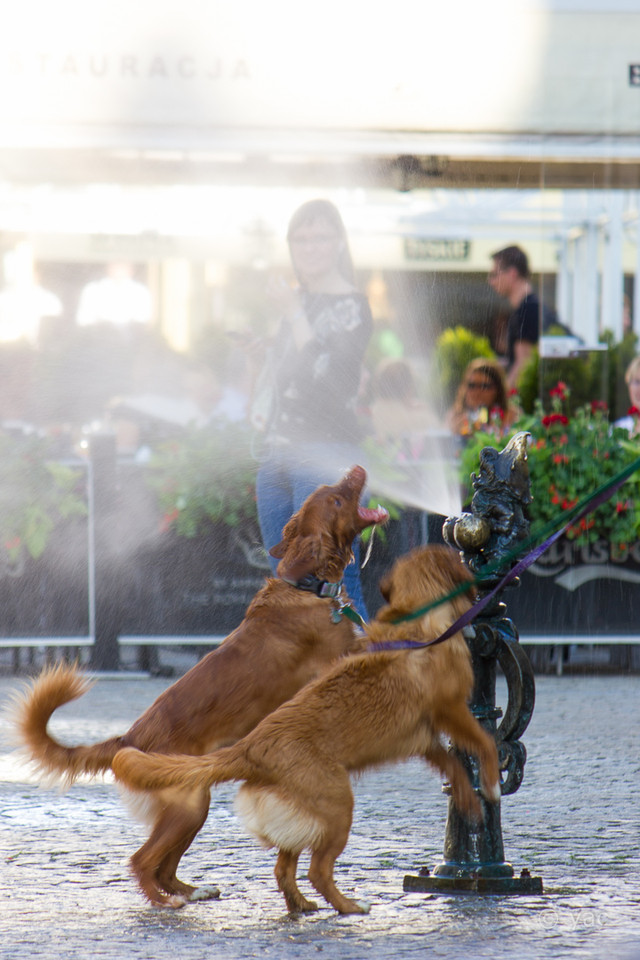 Image of 2 dogs playing with water