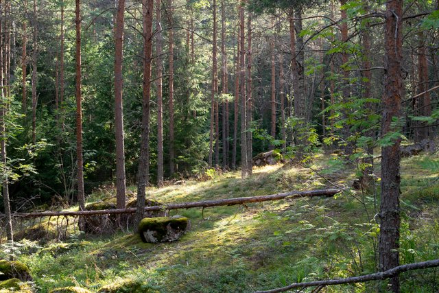 DSC08553.jpg