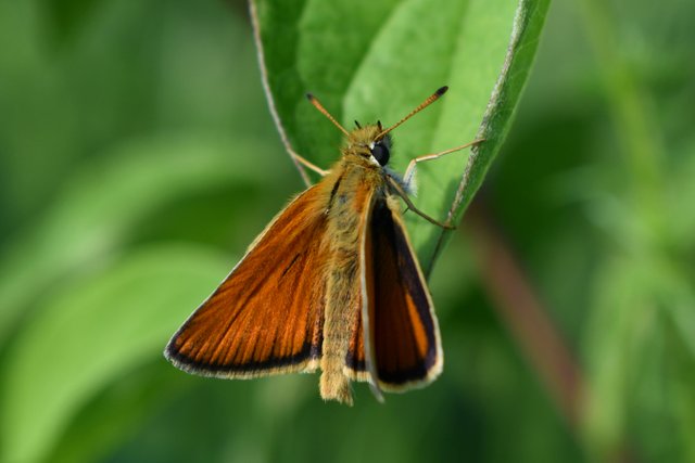 DSC_8739.jpg