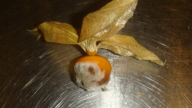 DSC01690.JPG