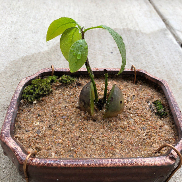 Bonsai World - Avocado Bonsai maintenance  Steemit
