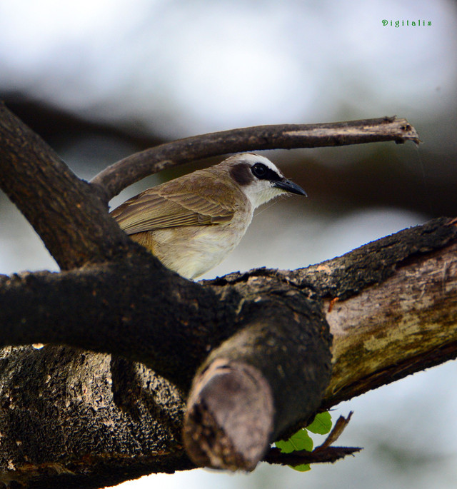 DSC_6515.JPG
