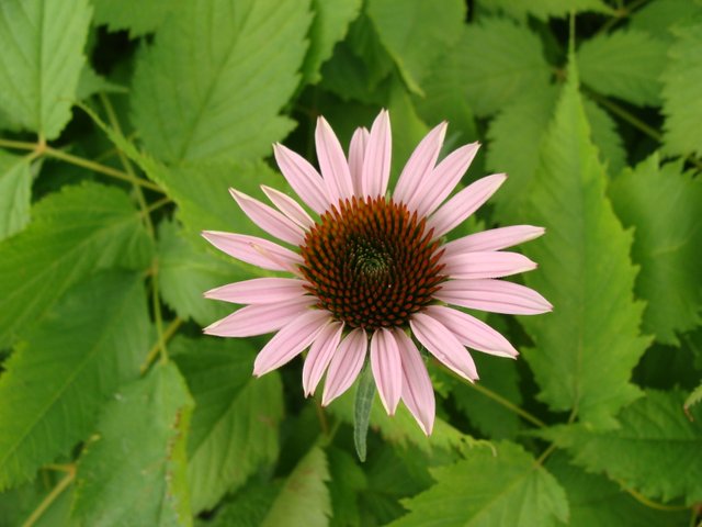 DSC07594.JPG