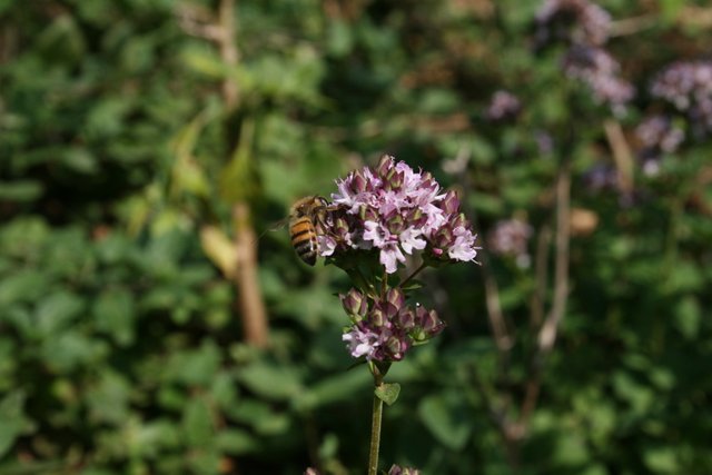 IMG_4229.JPG