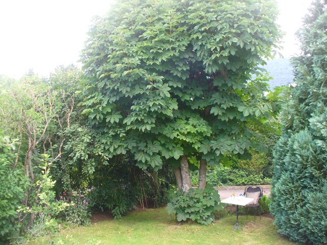 P1050006.JPG