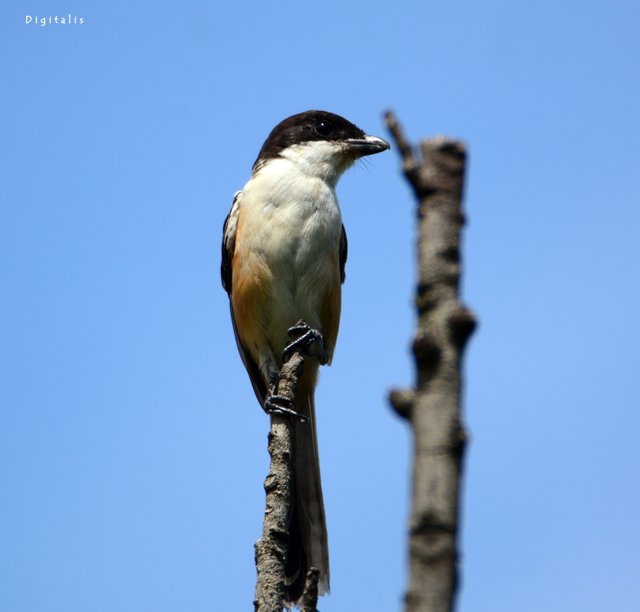 DSC_6496.JPG