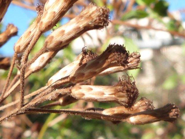 P1390743.JPG