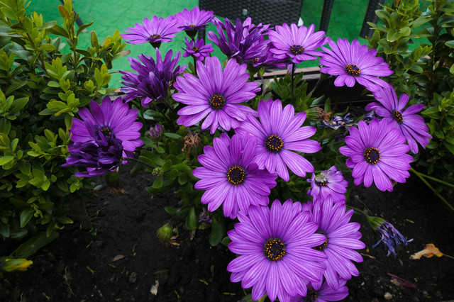 L1030527.jpg