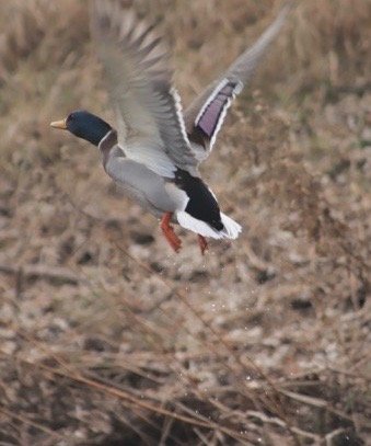 IMG_2580.jpg