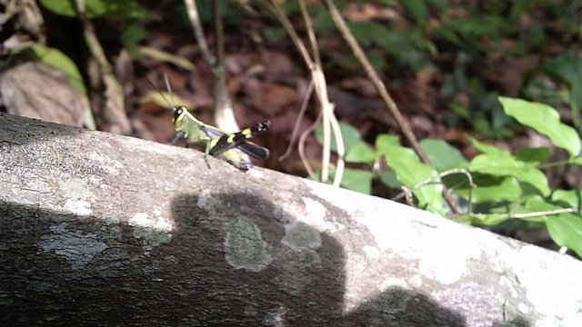 DSCF0069.JPG