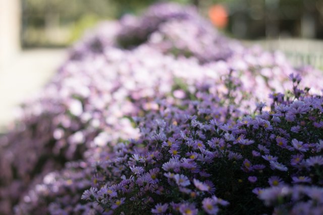 DSC_0171.jpg