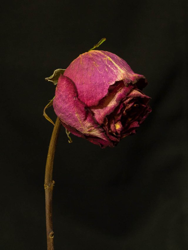 DSC01986.jpg