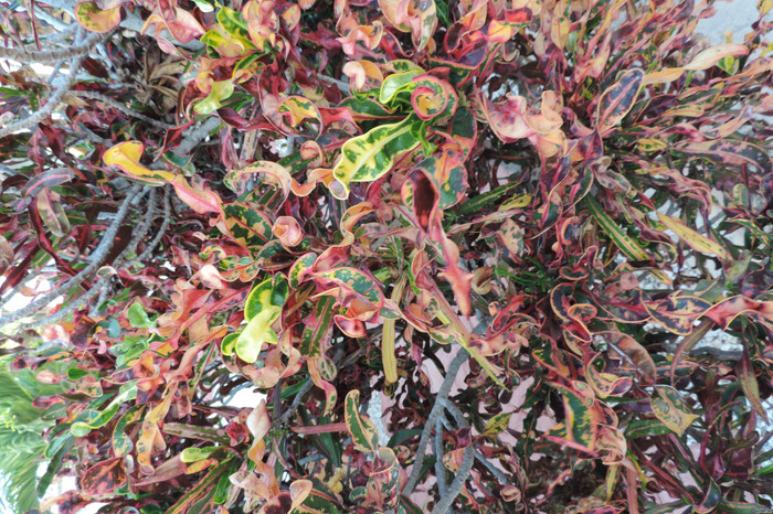 DSCN1239.JPG