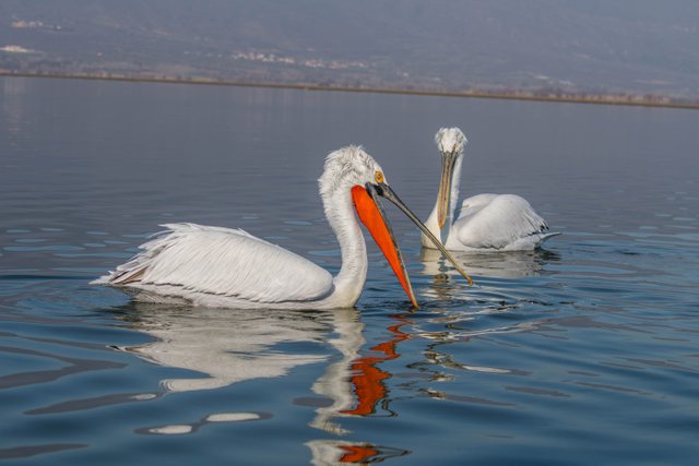 DSC_1229.jpg