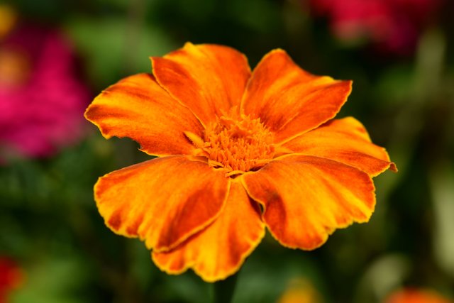 DSC_2629.jpg