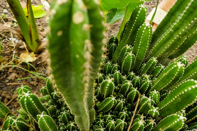 Cacti/Cactus Plant - My Nature Photography - Quirino, Philippines   Steemit