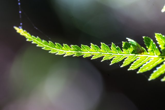 _DSC9010.jpg