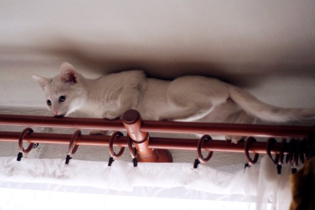 cat0296w.jpg