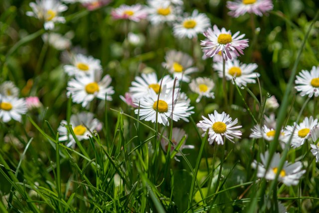 DSC_5516.jpg