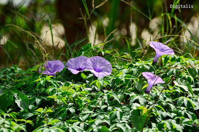 DSC_9865.JPG