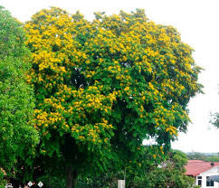 Types Of Tree Species In Indonesia #21 Angsana (Pterocarpus indicus)   Steemit