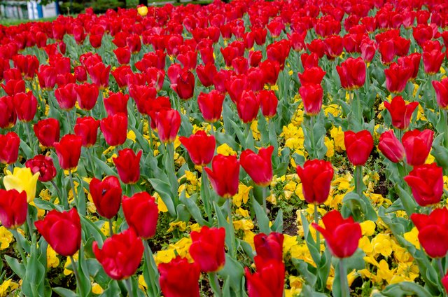 DSC_0042.jpg