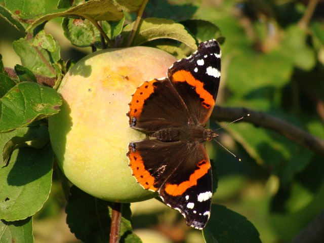 DSC08963.JPG