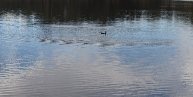 DSC_0096.jpg