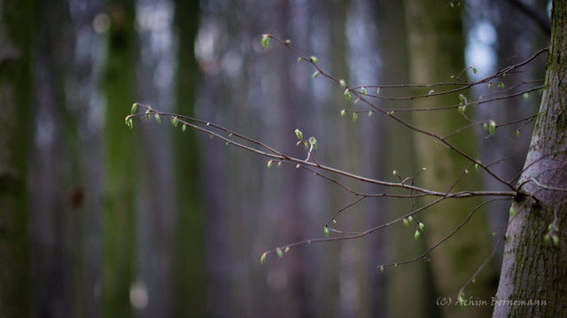 Spring-3.jpg
