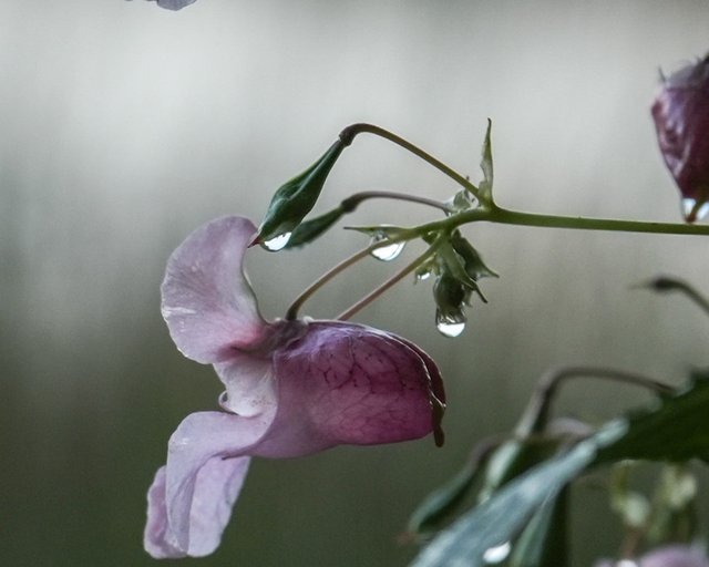 DSC01080.jpg