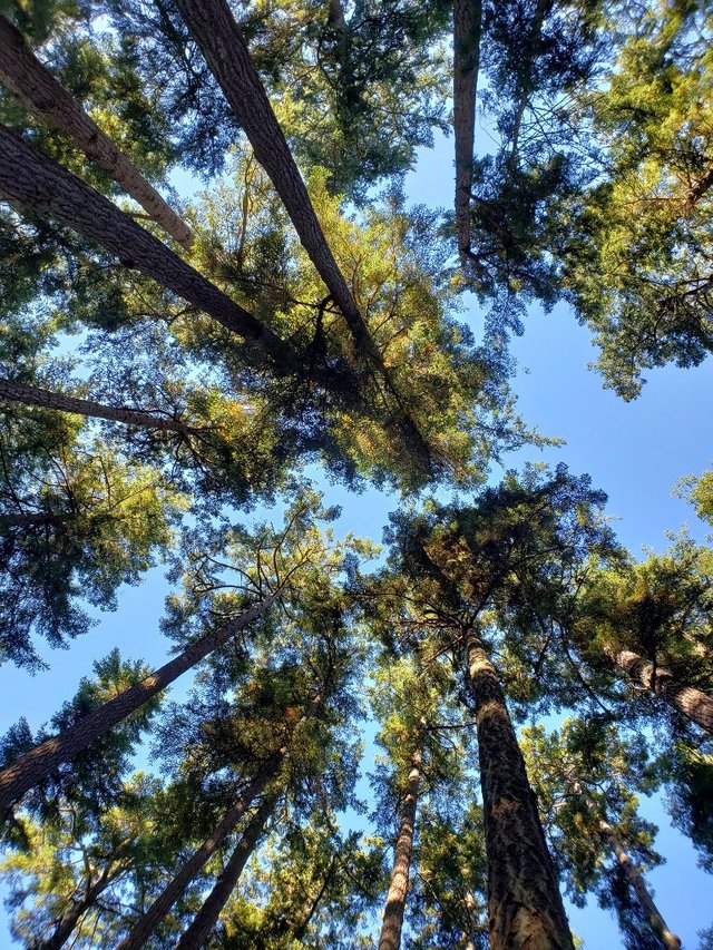  treeTops.jpg