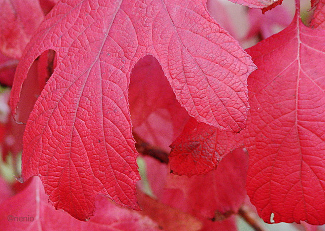 red-leaf.jpg