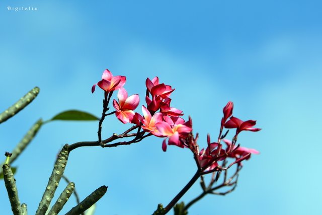 DSC_8394.JPG