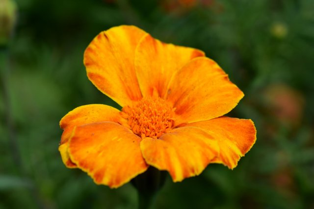 DSC_2635.jpg