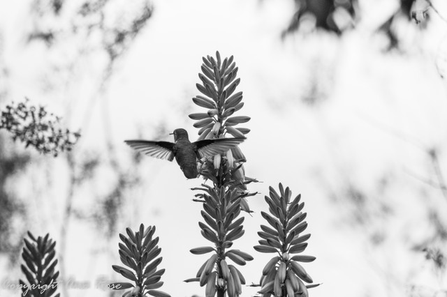 _MG_8453.jpg