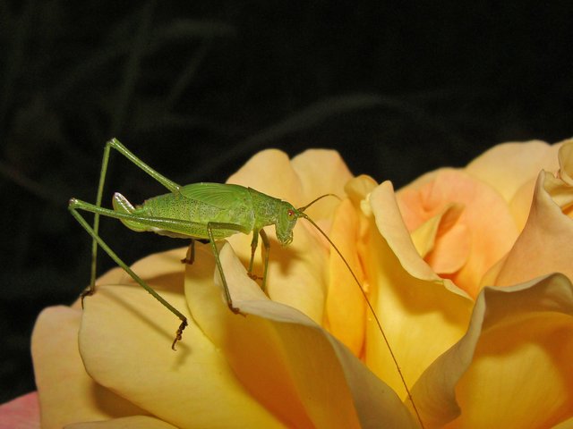 DSC07023.jpg