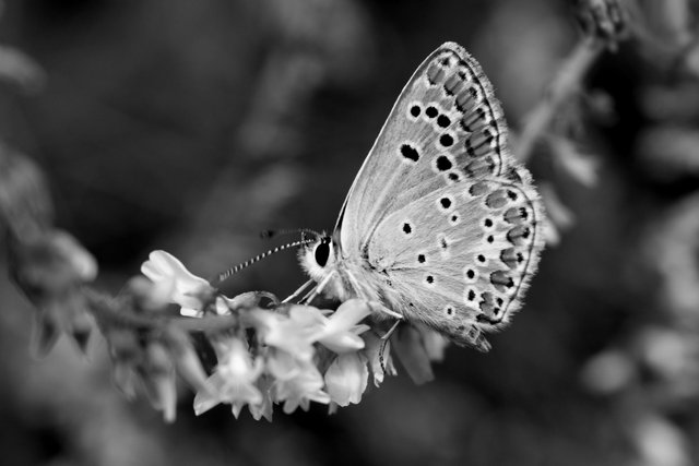 DSC_7200.jpg