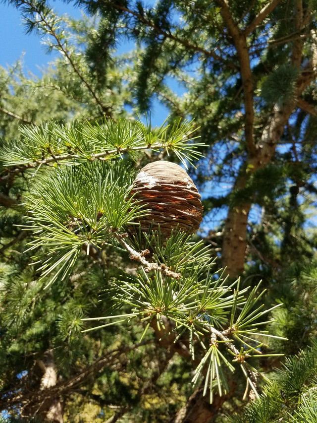 PineCone.jpg
